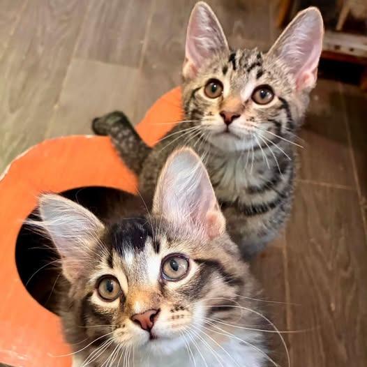Ralph, a Adoptable Domestic Short Hair in Richland, MI image 2/4