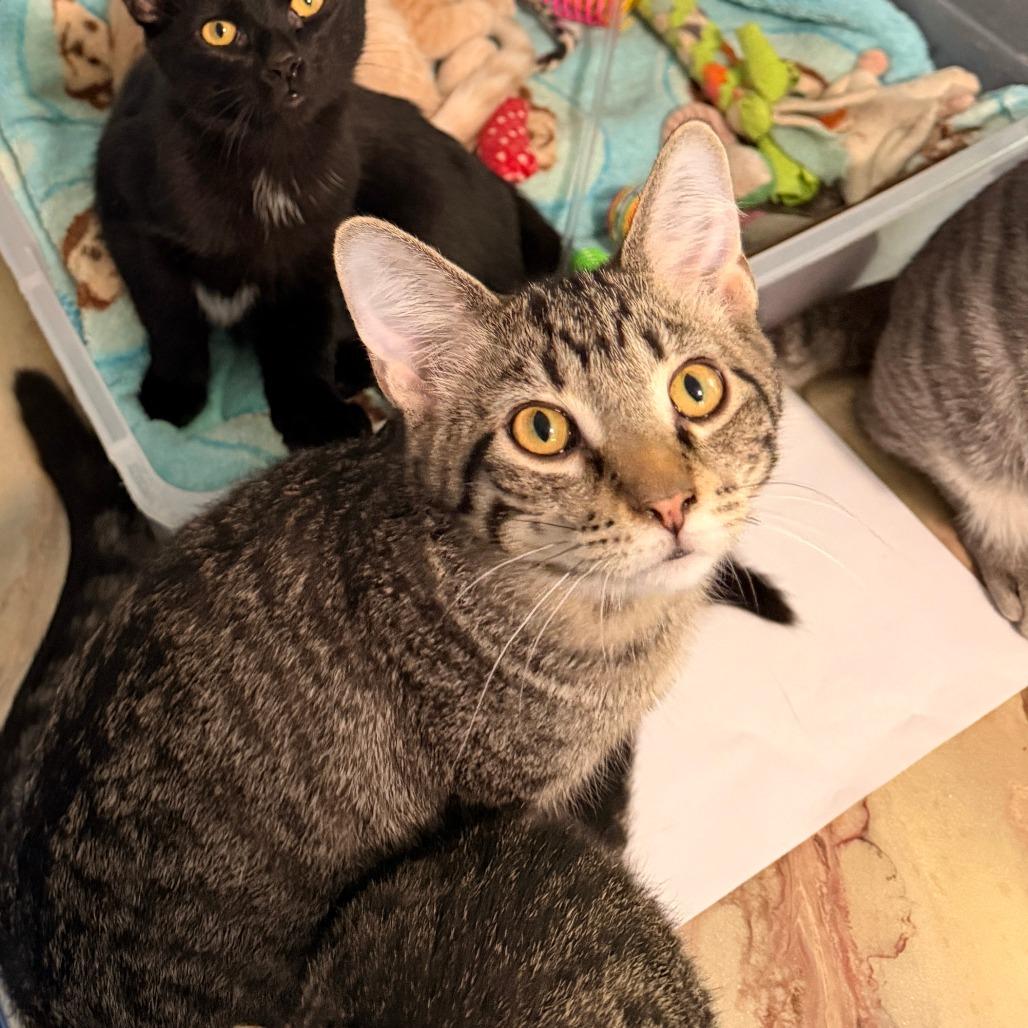 Enlarge Ralph, a Adopted Domestic Short Hair in Richland, MI image 3/6