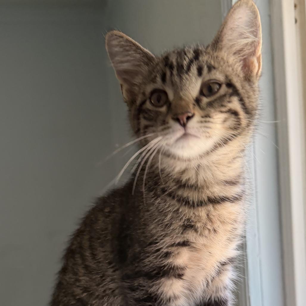 Ralph, a Adoptable Domestic Short Hair in Richland, MI image 3/4