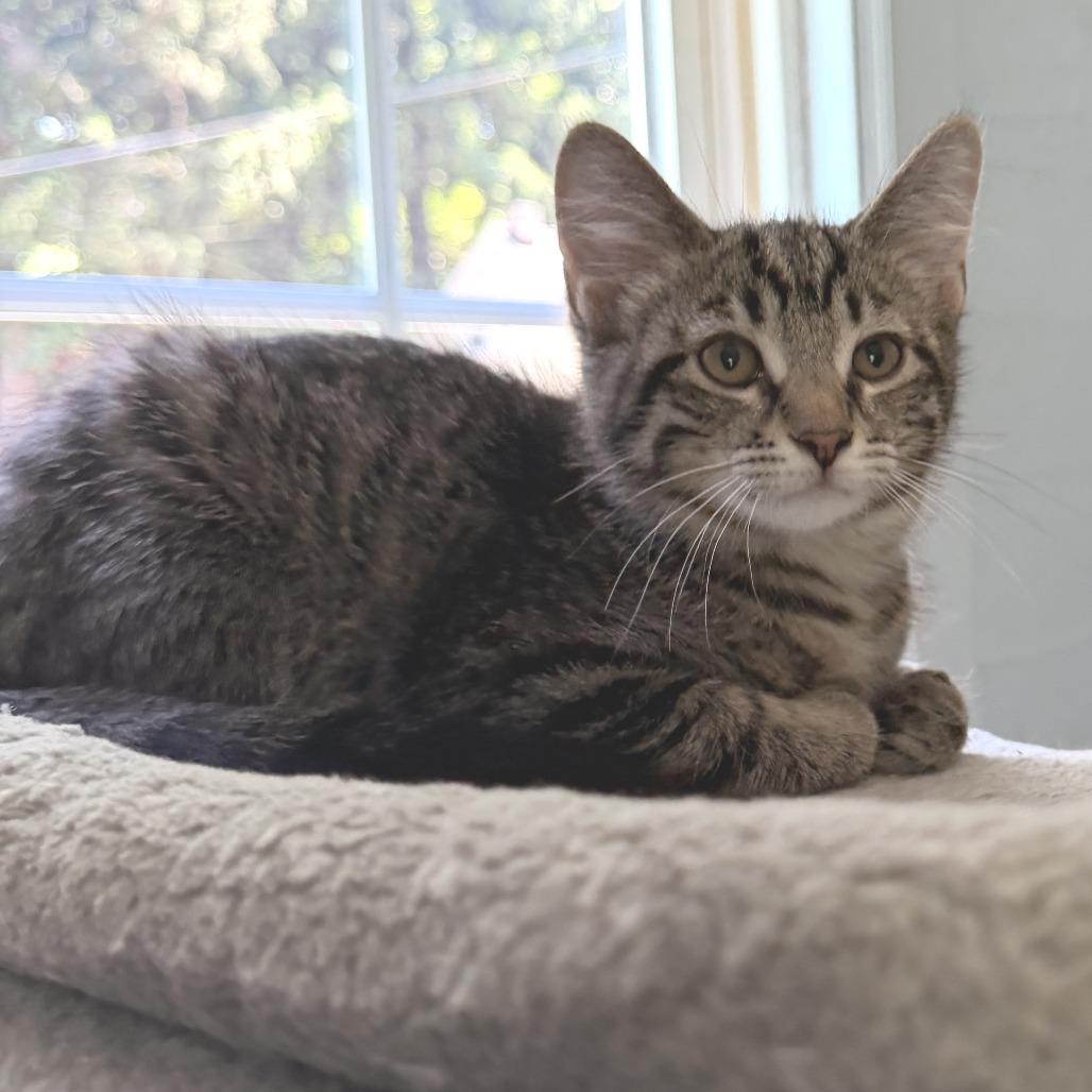 Ralph, a Adoptable Domestic Short Hair in Richland, MI image 4/4
