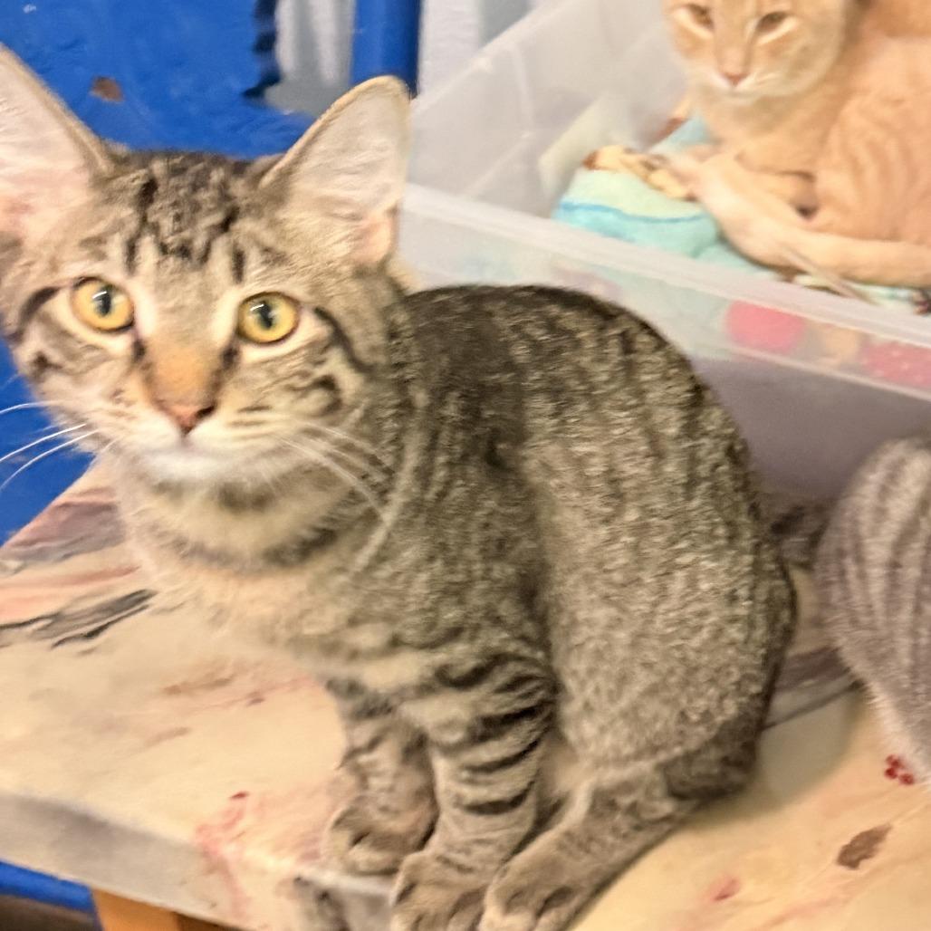 Enlarge Ralph, a Adopted Domestic Short Hair in Richland, MI image 6/6
