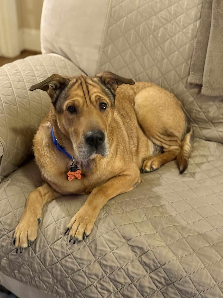 Scout Taylor, a Adoptable mixed breed in Sealy, TX image 1/6