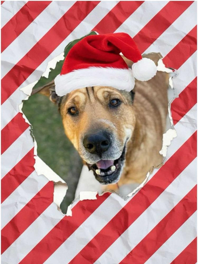 Scout Taylor, a Adoptable mixed breed in Sealy, TX image 2/6