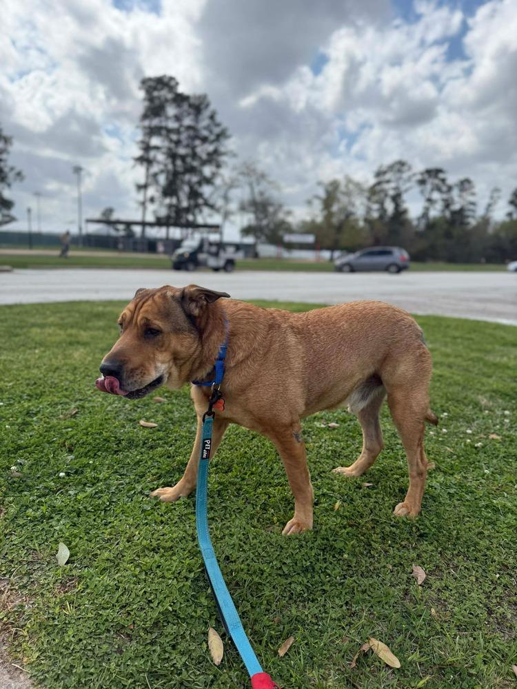 Scout Taylor, a Adoptable mixed breed in Sealy, TX image 3/6