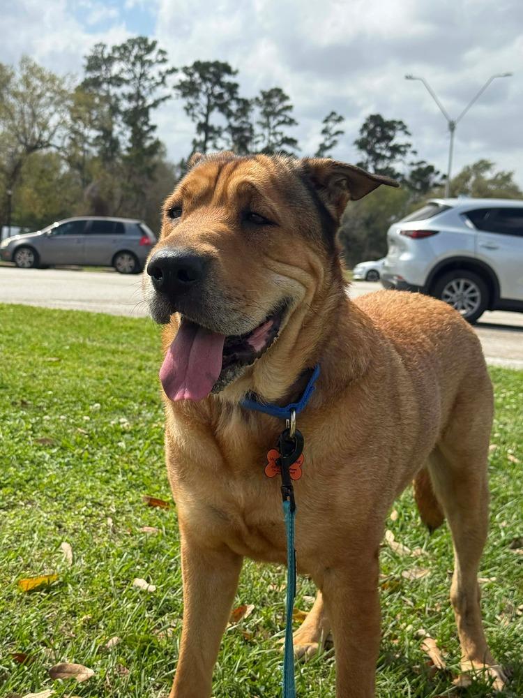Scout Taylor, a Adoptable mixed breed in Sealy, TX image 4/6