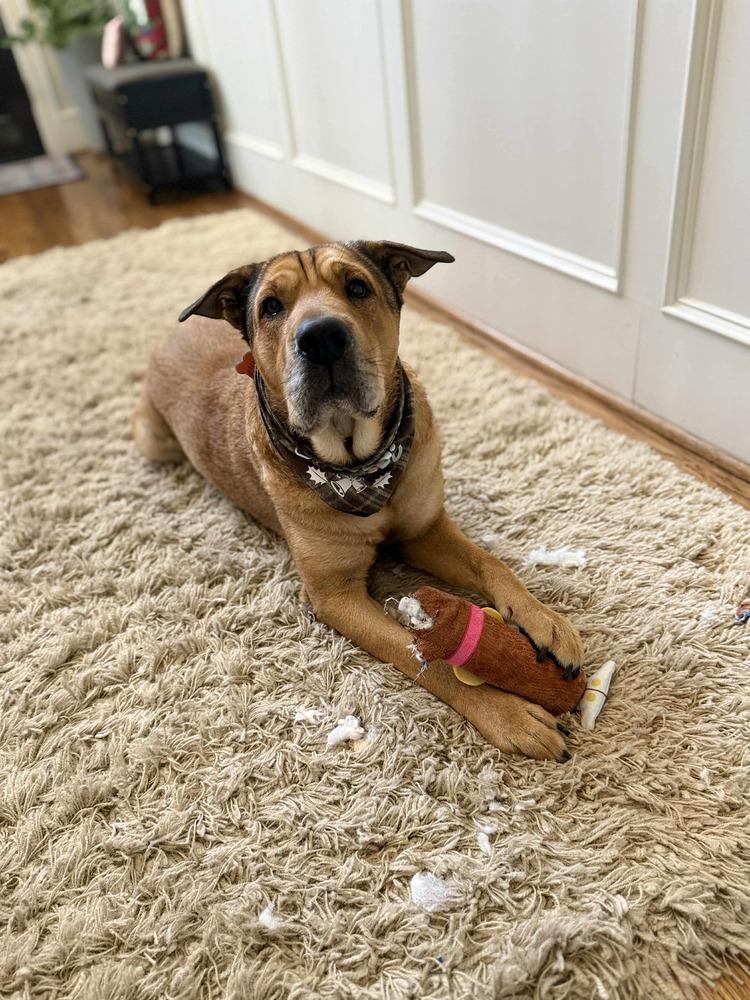 Scout Taylor, a Adoptable mixed breed in Sealy, TX image 5/6