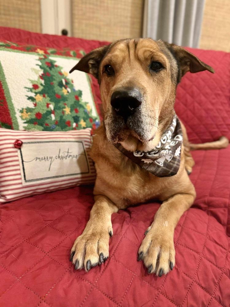 Scout Taylor, a Adoptable mixed breed in Sealy, TX image 6/6