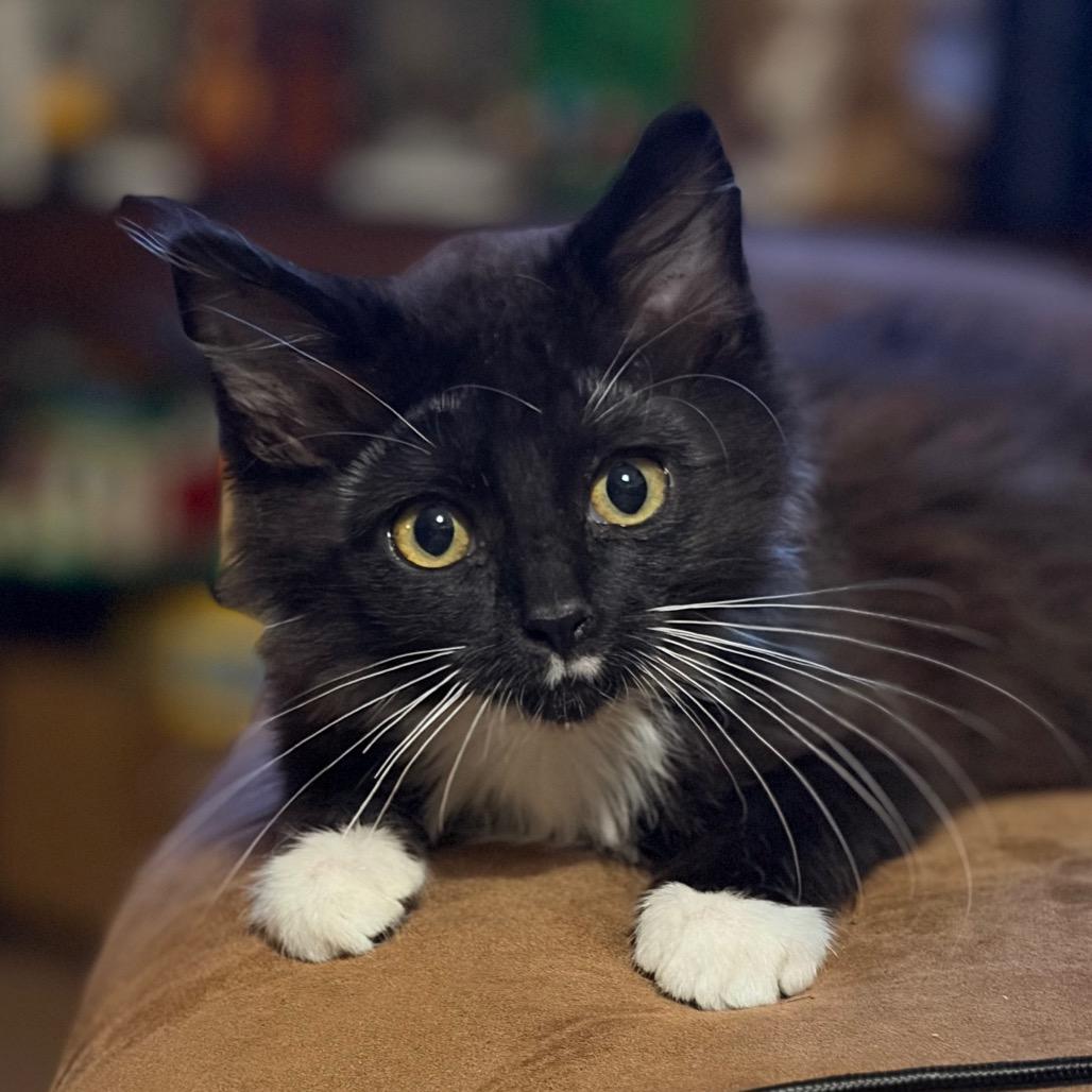 Pio, Adoptable, Kitten Female Domestic Long Hair.
