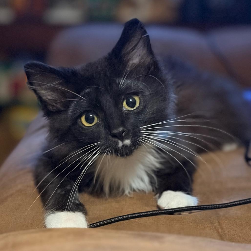 Enlarge Pio, a Adoptable Domestic Long Hair in Davenport, IA image 2/5