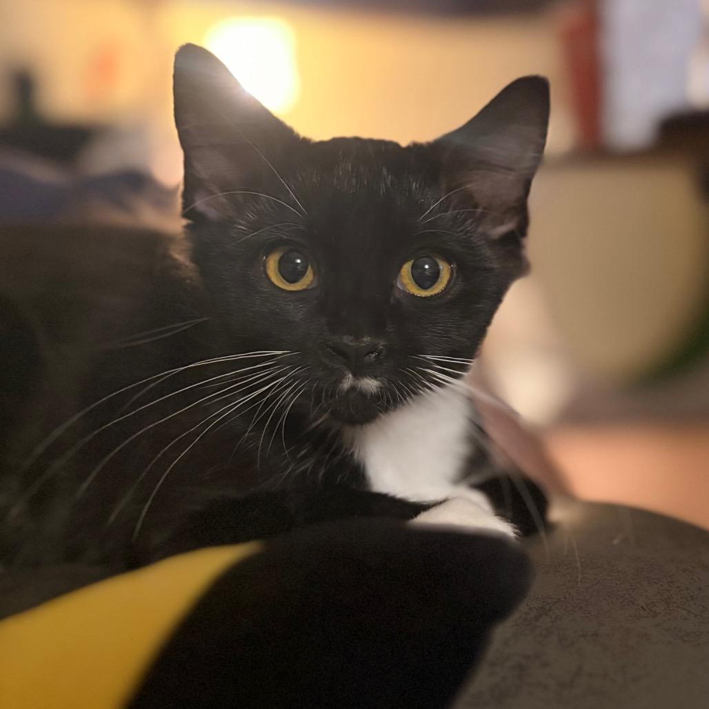 Enlarge Pio, a Adoptable Domestic Long Hair in Davenport, IA image 3/5
