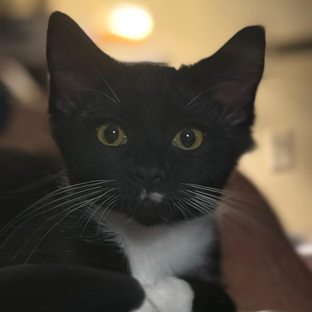 Enlarge Pio, a Adoptable Domestic Long Hair in Davenport, IA image 4/5