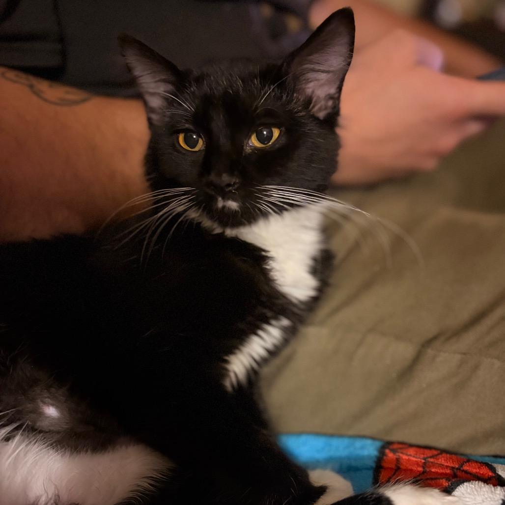 Enlarge Pio, a Adoptable Domestic Long Hair in Davenport, IA image 5/5