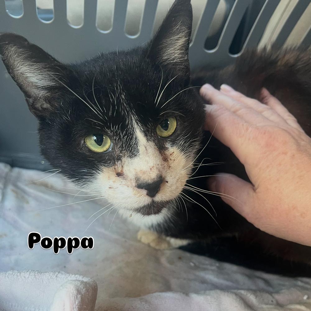 Enlarge POPPA, a Adoptable Domestic Short Hair in Burlington, NC image 1/2