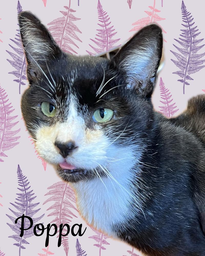 Enlarge POPPA, a Adoptable Domestic Short Hair in Burlington, NC image 2/2