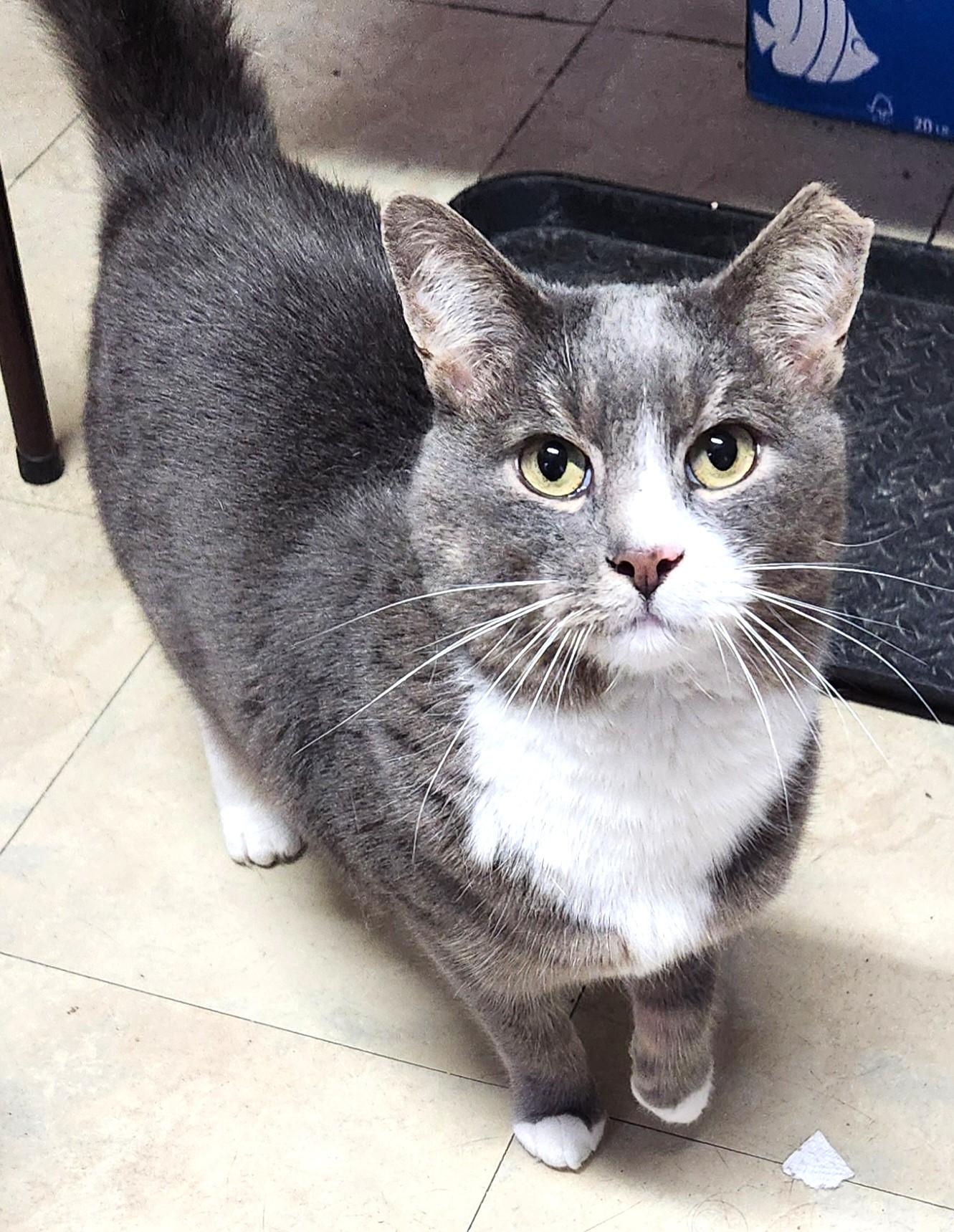 Enlarge Chloe, a Adoptable Domestic Short Hair in Peekskill, NY image 1/1