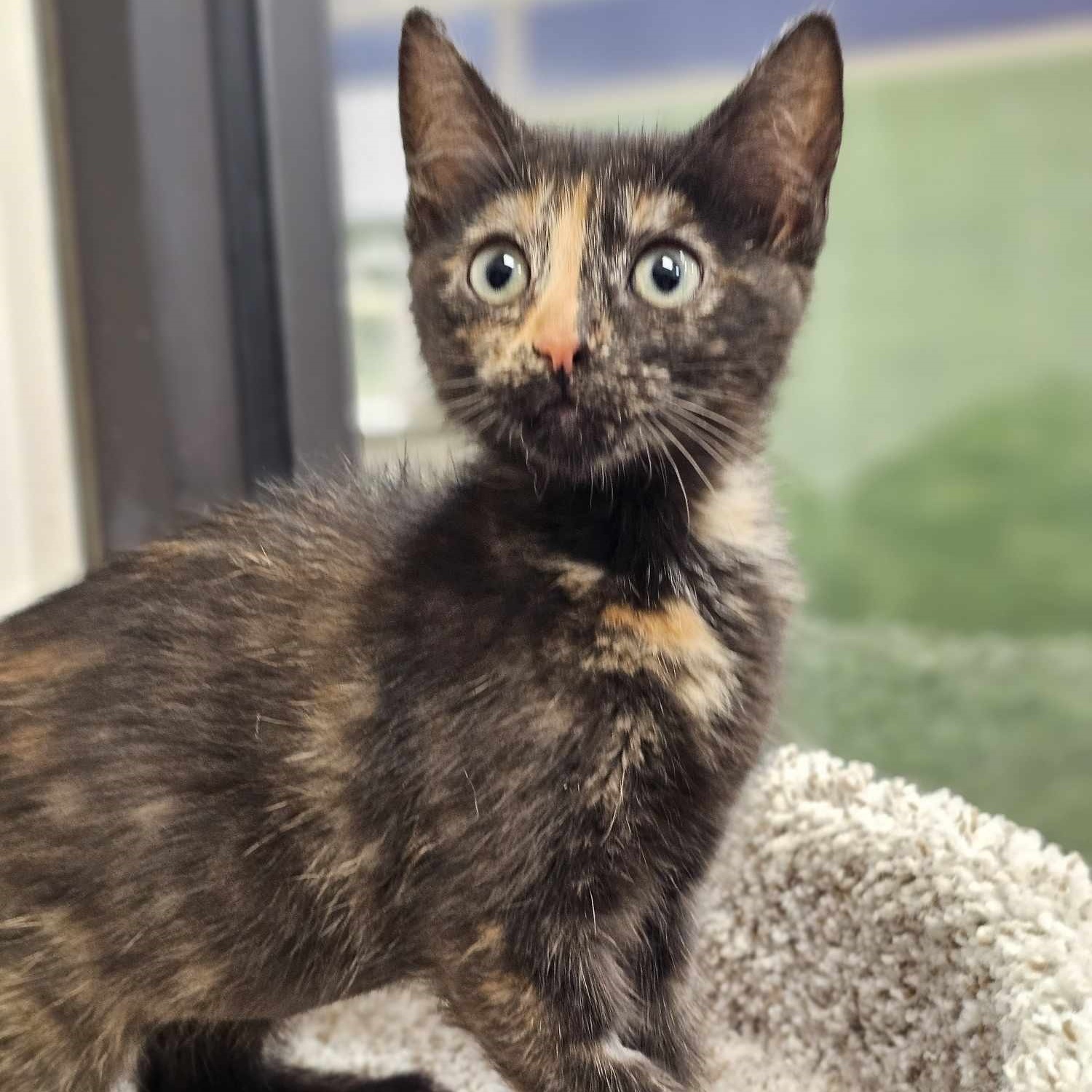 Serena, an adopted Tortoiseshell & Domestic Short Hair Mix in Burnsville , MN_image-1