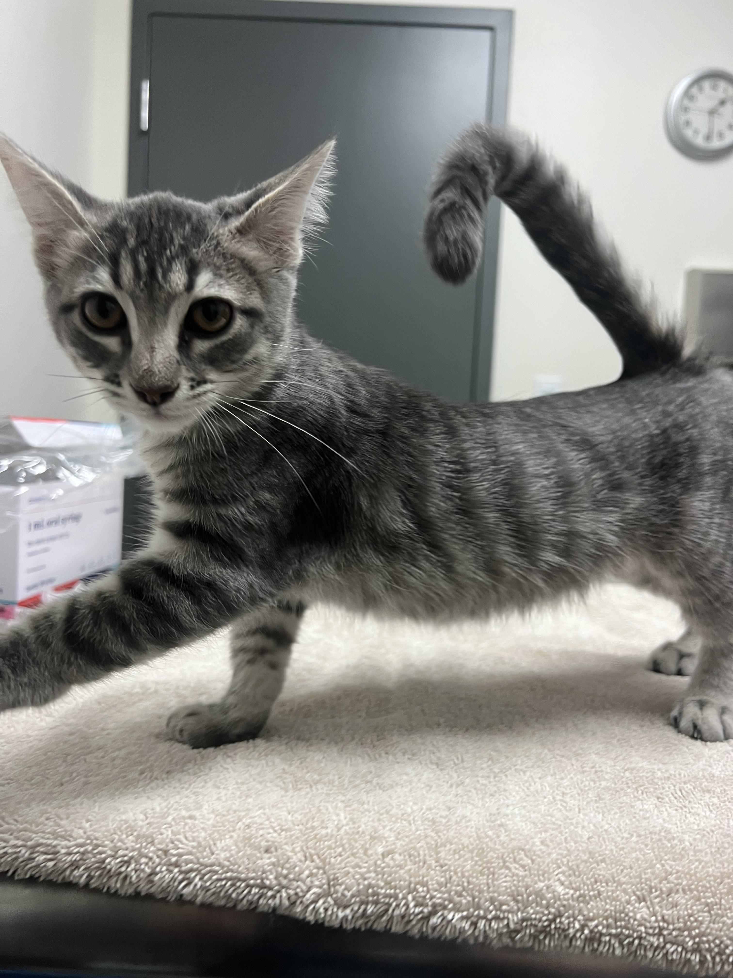 Elsa, Adoptable, Kitten Female Domestic Short Hair.