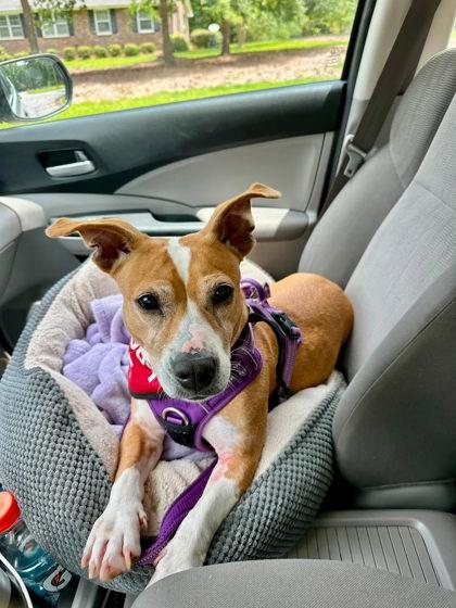 Sparkle, adoptable, Senior Female Mixed Breed.