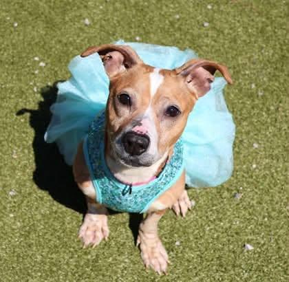 Sparkle, an adoptable Mixed Breed in Athens, GA image 3/3