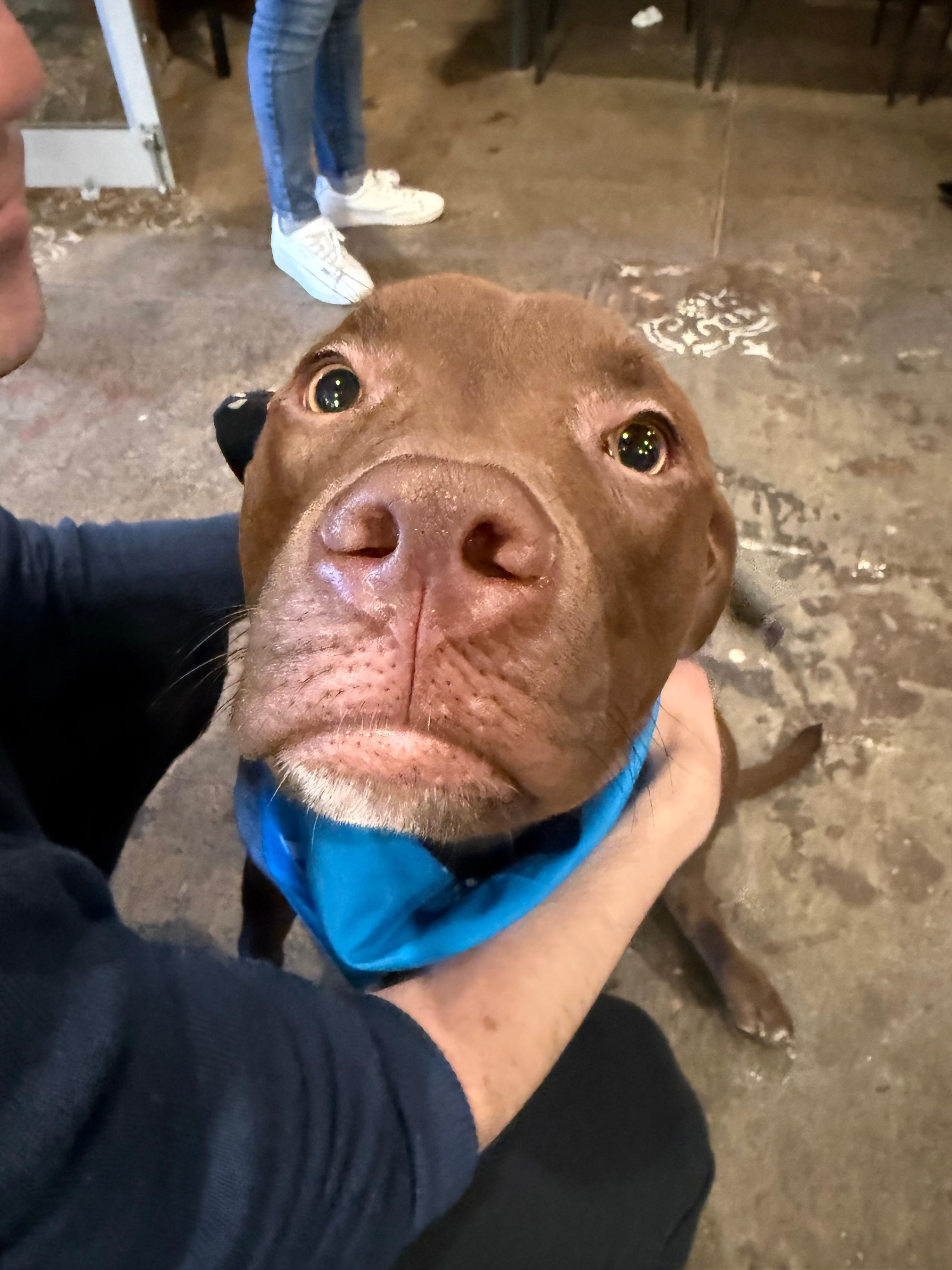 Enlarge Mary, a ADOPTABLE mixed breed in New York, NY image 4/5