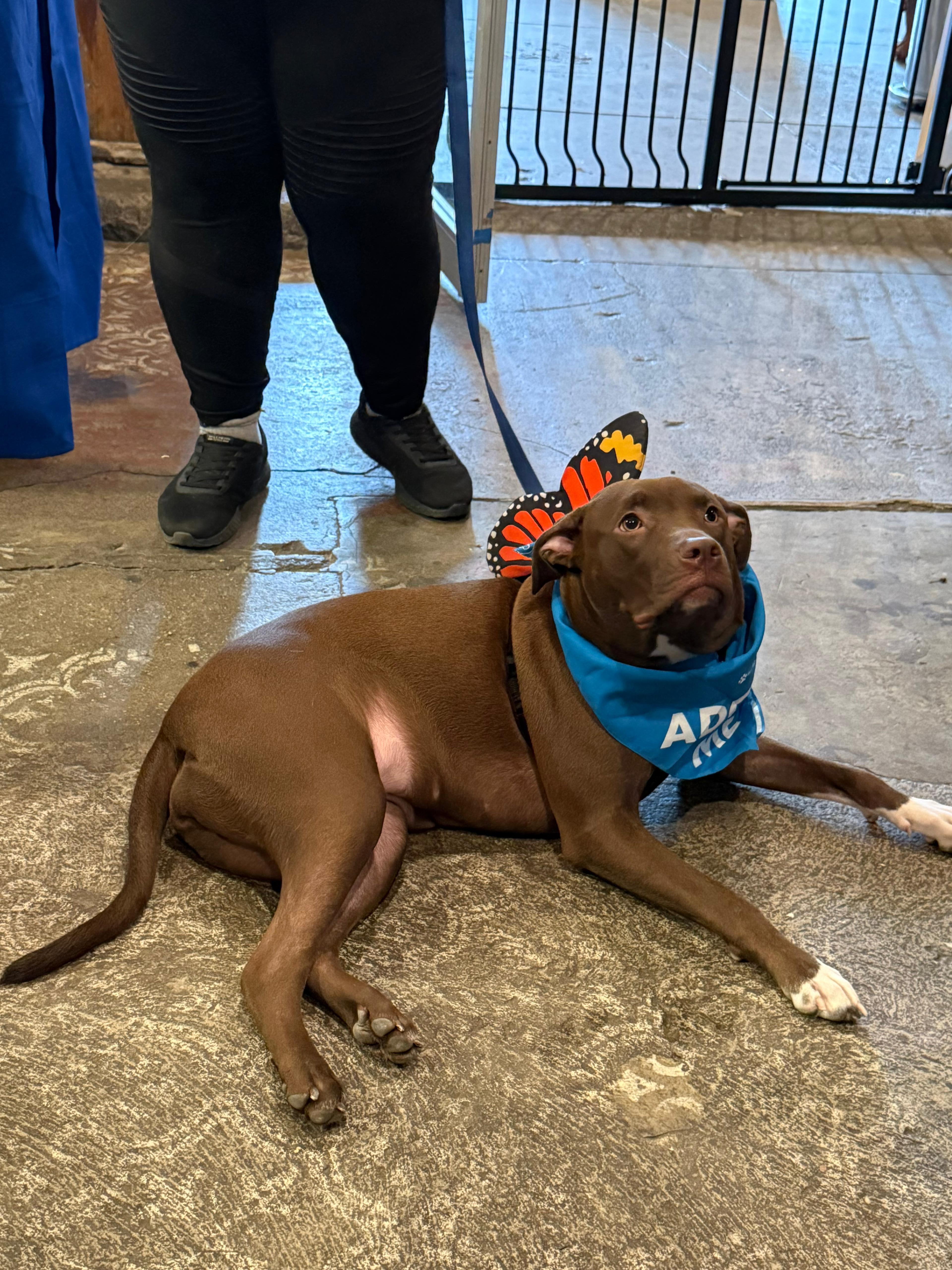 Enlarge Mary, a ADOPTABLE mixed breed in New York, NY image 2/5