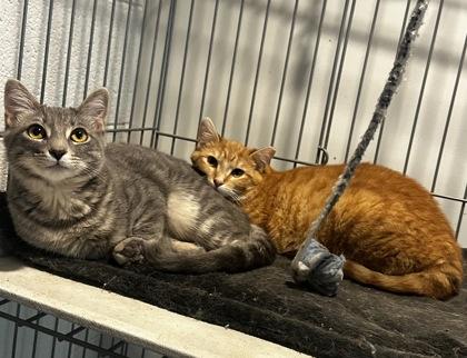 Enlarge Zesty, a Adoptable mixed breed in Wilkesboro, NC image 1/3
