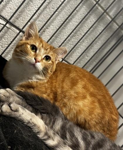 Enlarge Zesty, a Adoptable mixed breed in Wilkesboro, NC image 2/3