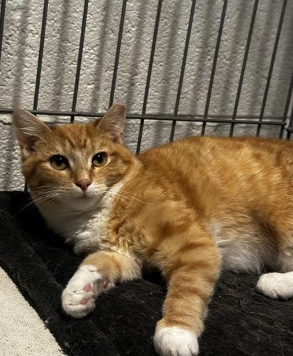 Enlarge Zesty, a Adoptable mixed breed in Wilkesboro, NC image 3/3