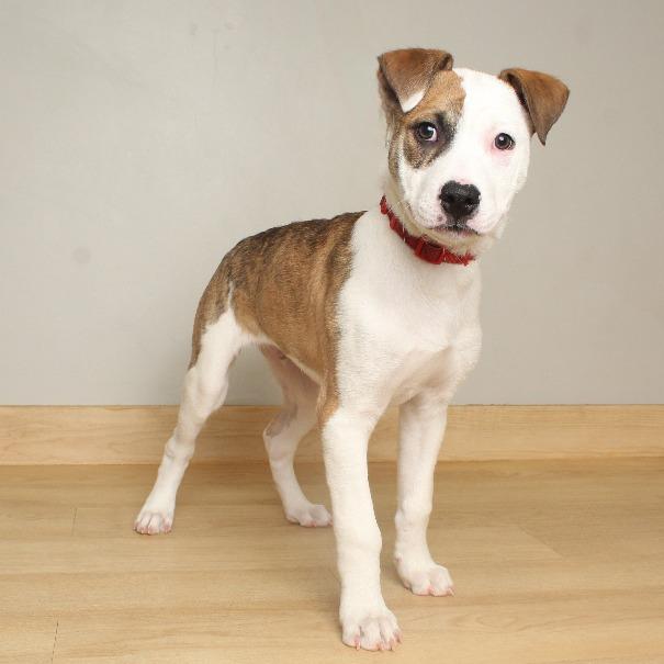 Randall D66681, a Adoptable mixed breed in Minnetonka, MN image 1/6