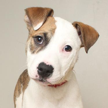 Randall D66681, a Adoptable mixed breed in Minnetonka, MN image 2/6