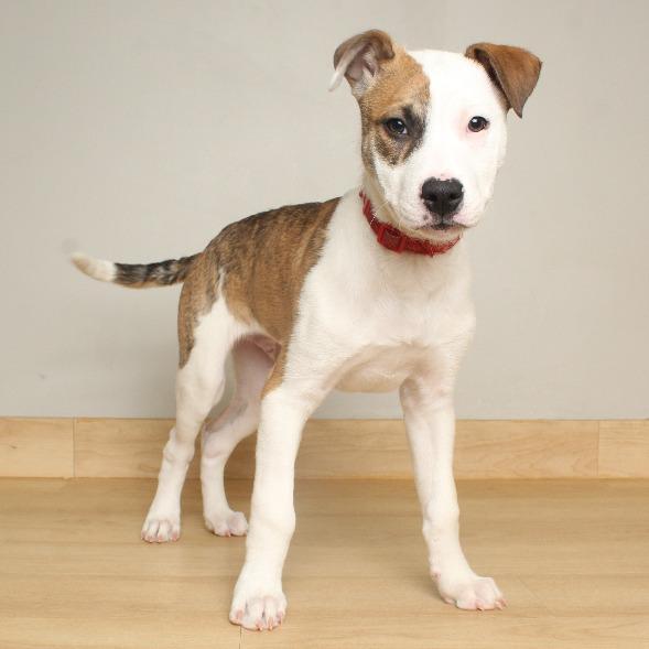 Randall D66681, a Adoptable mixed breed in Minnetonka, MN image 3/6