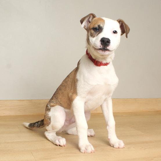 Randall D66681, a Adoptable mixed breed in Minnetonka, MN image 4/6