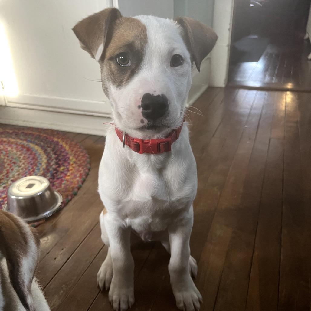 Randall D66681, a Adoptable mixed breed in Minnetonka, MN image 5/6