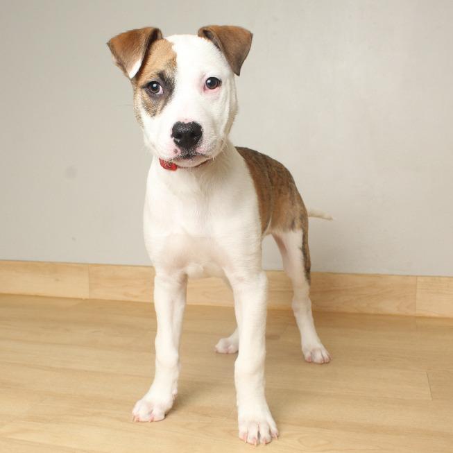 Randall D66681, a Adoptable mixed breed in Minnetonka, MN image 6/6