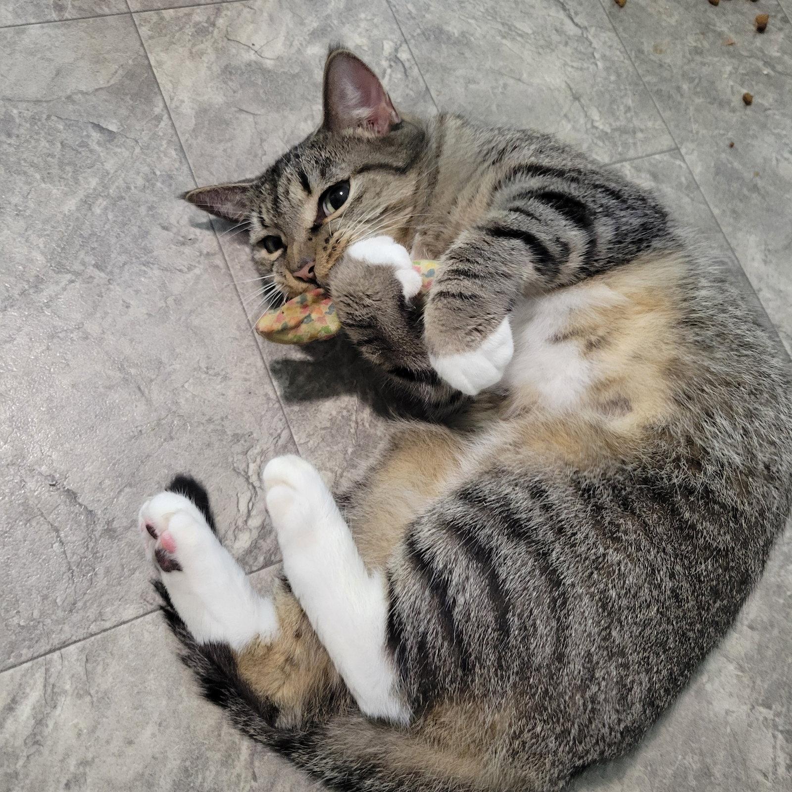 Sonnet, a Adopted Tabby in Ocala, FL image 1/3