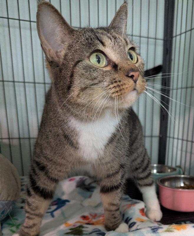Sonnet, Adopted, Adult Female Tabby.