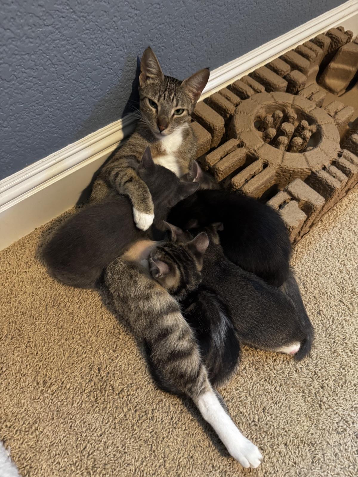 Enlarge Comfort, a Adoptable mixed breed in Lincoln, CA image 1/3
