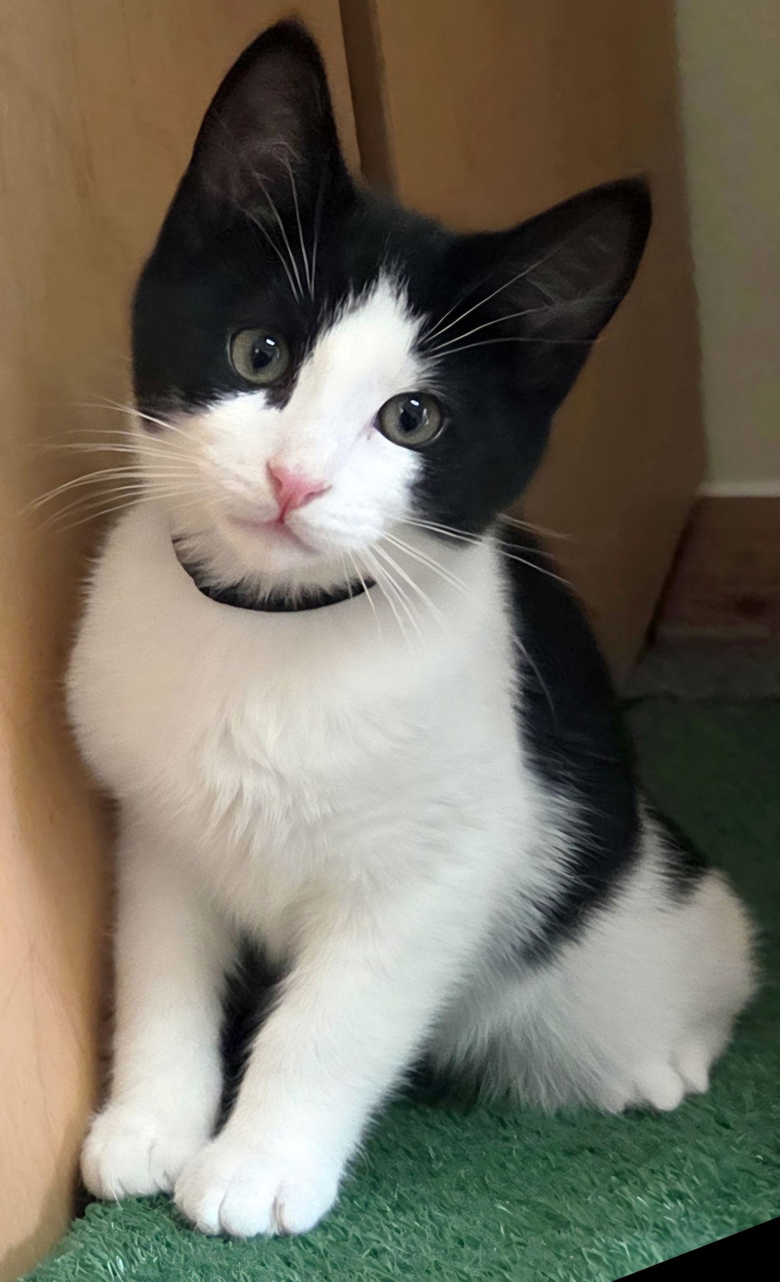 Domino, Adoptable, Kitten Male Domestic Short Hair & Tuxedo.
