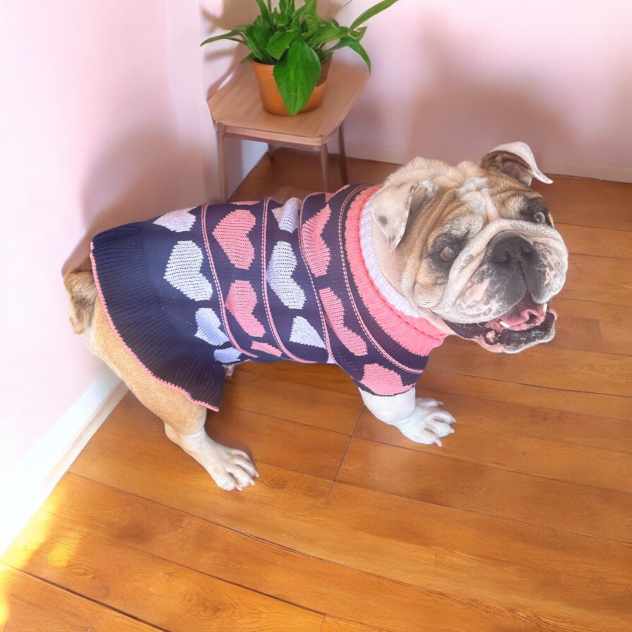 Dog for adoption Bessie, an English Bulldog in Downers Grove , IL