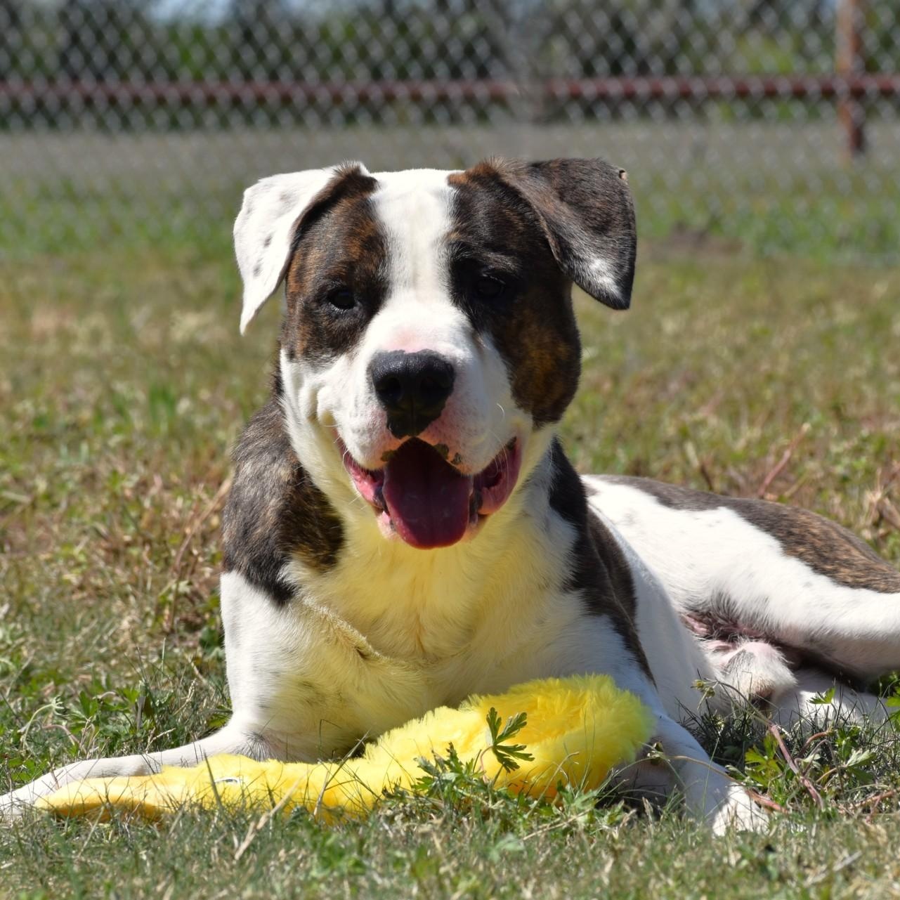 Cletus, adopted, Young Male American Bulldog & Terrier.