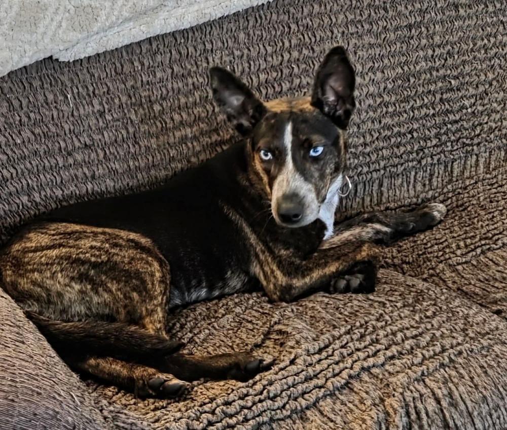 Bluey, Adoptable, Young Female Mixed Breed.