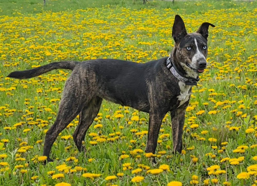 Enlarge Bluey, a Adoptable mixed breed in Wausau, WI image 2/6