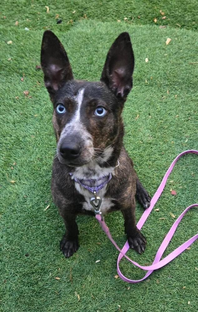 Enlarge Bluey, a Adoptable mixed breed in Wausau, WI image 2/5