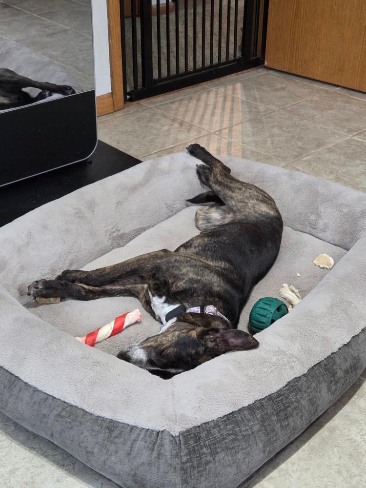 Enlarge Bluey, a Adoptable mixed breed in Wausau, WI image 3/5