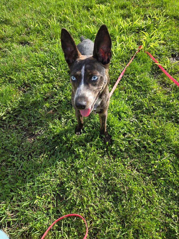 Enlarge Bluey, a Adoptable mixed breed in Wausau, WI image 4/5