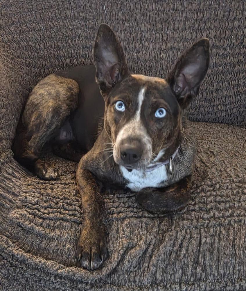 Enlarge Bluey, a Adoptable mixed breed in Wausau, WI image 5/5
