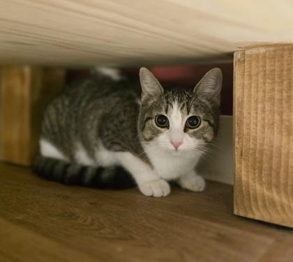 Pea, ADOPTABLE, Young Female Domestic Short Hair.