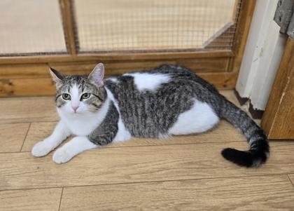 Pea, a ADOPTABLE mixed breed in Woodstock, IL image 3/3