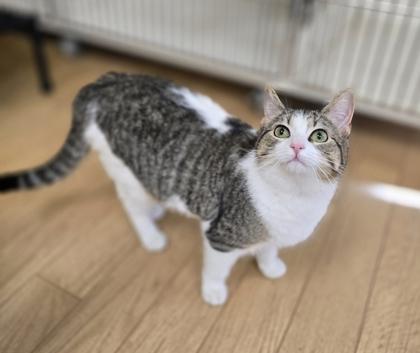 Pea, a ADOPTABLE mixed breed in Woodstock, IL image 1/3