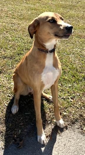 LUNA, Adoptable, Young Female Catahoula Leopard Dog.